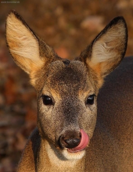 mňam