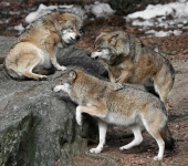 Canis lupus