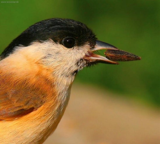 Parus palustris