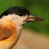 Parus palustris