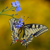 vidlochvost feniklový /Papilio machaon/