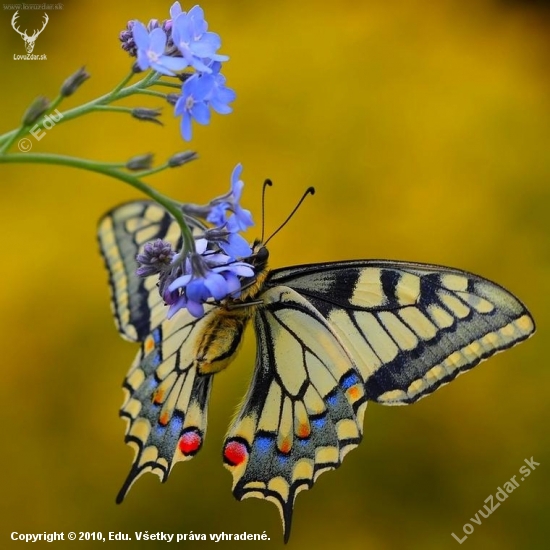 vidlochvost feniklový /Papilio machaon/