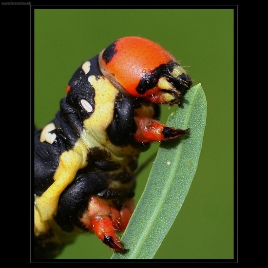 lišaj mliečnikový