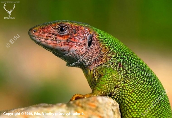 jašterica zelená (Lacerta viridis)