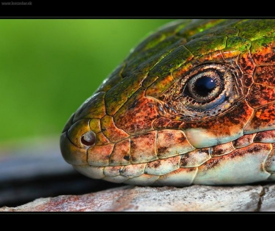 jašterica zelená (Lacerta viridis)