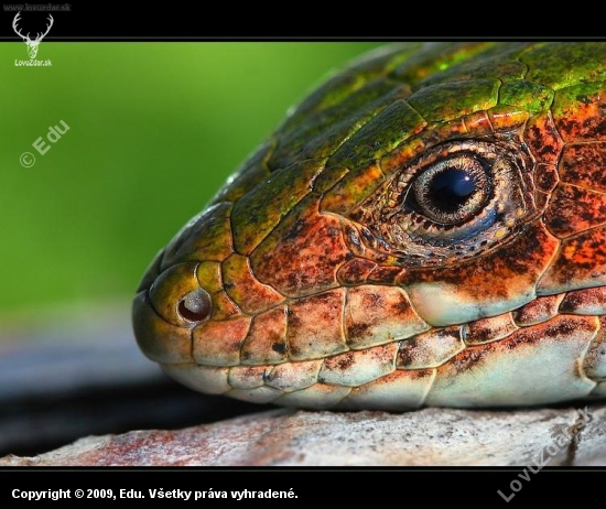 jašterica zelená (Lacerta viridis)