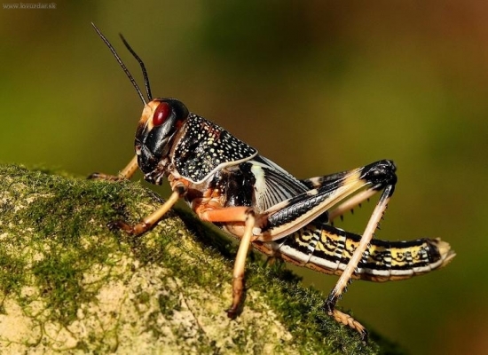 koník  /Pozná niekto jeho názov??? /