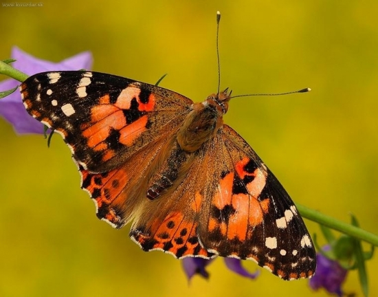 Babôčka bodliaková