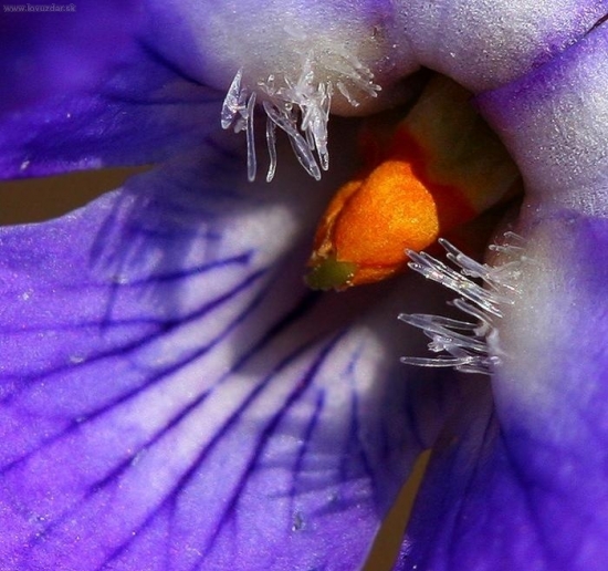 Fialka ako ju nepoznáte