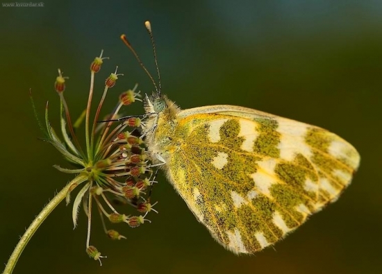 Pontia daplidice (mlynárik rezedový)