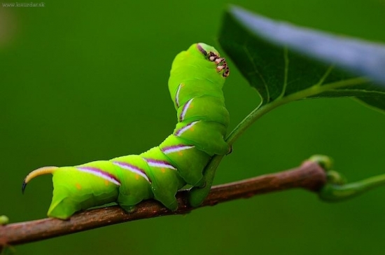Sphinx ligustri (lišaj orgovánový)