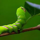 Sphinx ligustri (lišaj orgovánový)