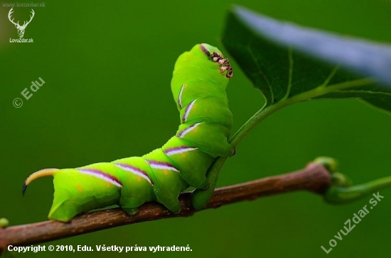 Sphinx ligustri (lišaj orgovánový)