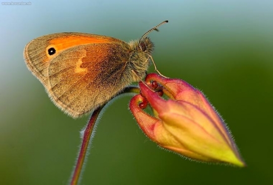 Coenonympha pamphilus (očkáň pohánkový)