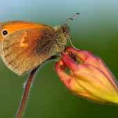 Coenonympha pamphilus (očkáň pohánkový)