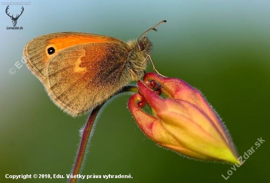 Coenonympha pamphilus (očkáň pohánkový)