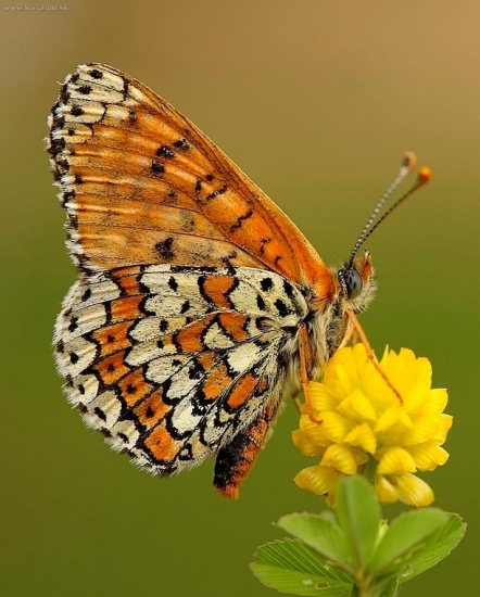 Melitaea cinxia (hnedáčik mriežkovaný)