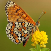 Melitaea cinxia (hnedáčik mriežkovaný)
