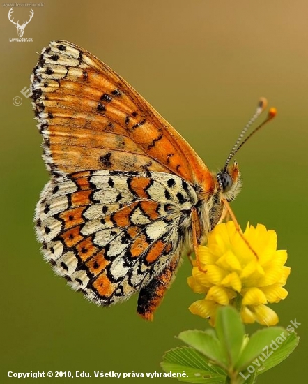 Melitaea cinxia (hnedáčik mriežkovaný)