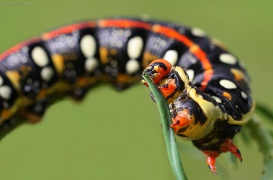 lišaj mliečnikový