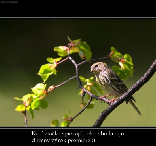 Popletený vtáčik