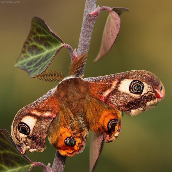 Saturnia pavonia/okáň menší/ nafukovanie krídiel