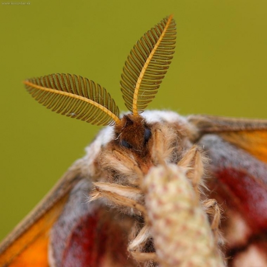 Saturnia pavonia /okáň menší/