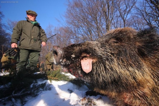 Spoločná poľovačka /chystanie výradu/