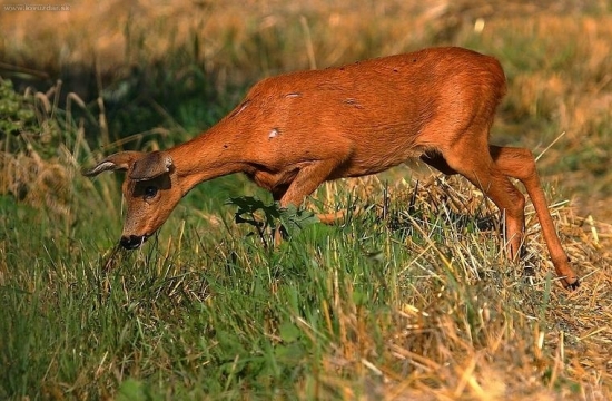 doráňaná v ruji