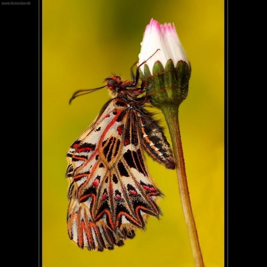 Zerynthia polyxena (pestroň vlkovcový)