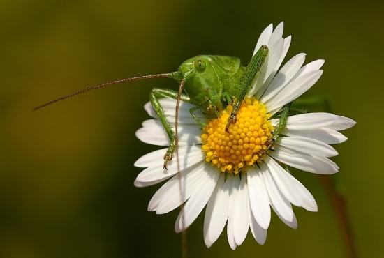 Má ma rada ? Nemá ma rada?