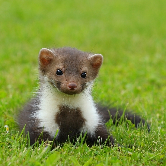 Kuna skalná ,Martes foina