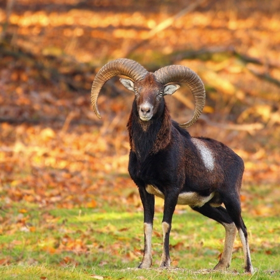 mufko