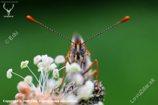 perlovec dvanásťškvrnný (Boloria selene)