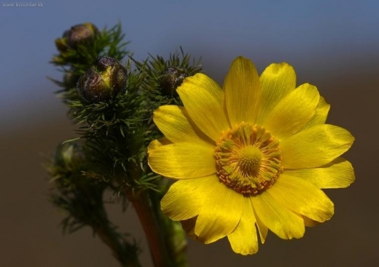 Hlaváčik jarný /Adonis vernalis/