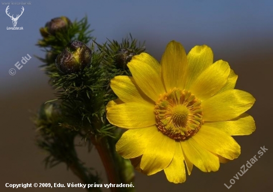 Hlaváčik jarný /Adonis vernalis/