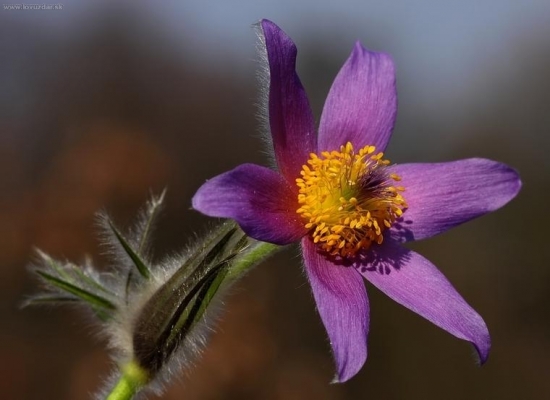poniklec veľkokvetý (Pulsatilla grandis)
