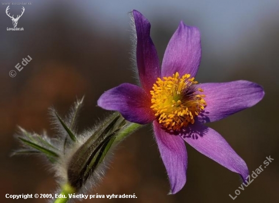 poniklec veľkokvetý (Pulsatilla grandis)