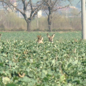nevyrušujte zver ked prave spi