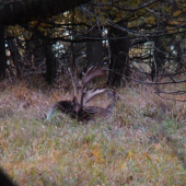 nerušte zver ked spi