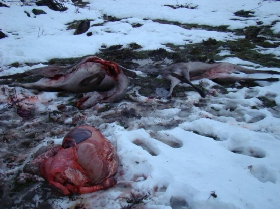 dielo pytliakov..vyrusil som ich..