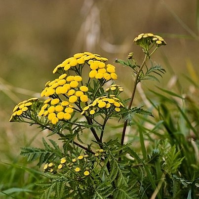bylinka proti komárom VRATIČ OBYČAJNÝ