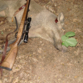 Keď budeš svina dostaneš zaucho.