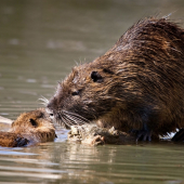 nutrie