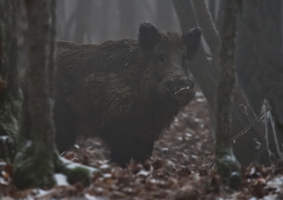 prízrak v hmle a tme