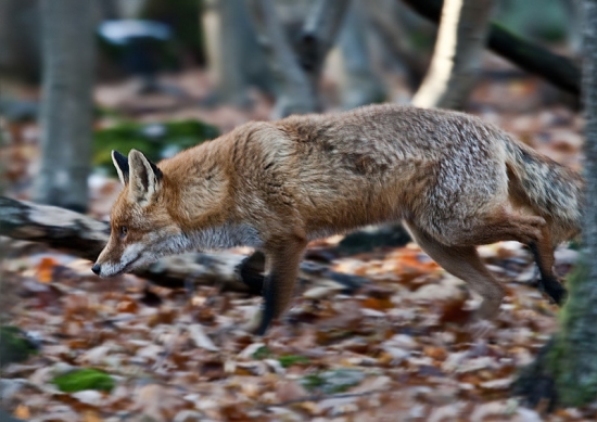 keď líštička rýchlo prekvapí...