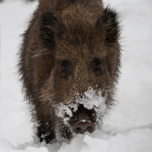 prišiel si ma obzrieť