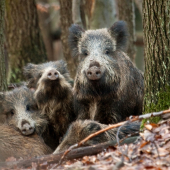 niečo tu nevonia...