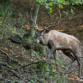 prišiel si ma obzrieť