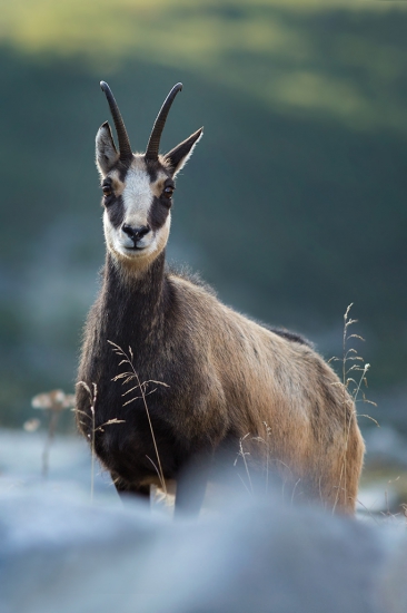 pozorná kamzica